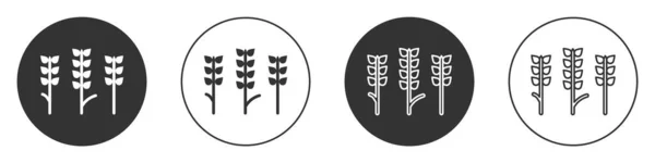 トウモロコシ オート麦 ライ麦 大麦のアイコンが白の背景に隔離されたブラックセリアルセット 小麦パンのシンボルの耳 丸ボタン ベクトル — ストックベクタ