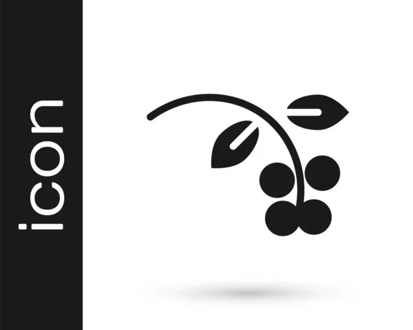 Graue Kaffeebohne Zweig Mit Blatt Und Beerensymbol Auf Weißem Hintergrund — Stockvektor