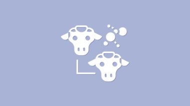 Beyaz Klonlama simgesi mor arkaplanda izole edildi. Genetik mühendisliği konsepti. 4K Video hareketli grafik canlandırması