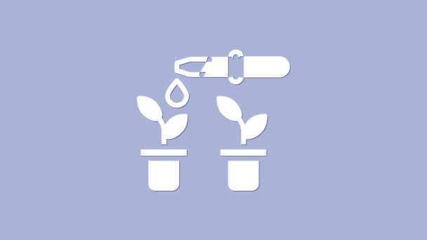 Vit droppe vatten droppar från pipett på växt ikon isolerad på lila bakgrund. Medicinska experiment eller jordbruksexperiment. Gödselmedel och bekämpningsmedel. 4K Video motion grafisk animation — Stockvideo