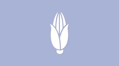 Mor arkaplanda izole edilmiş beyaz mısır simgesi. 4K Video hareketli grafik canlandırması