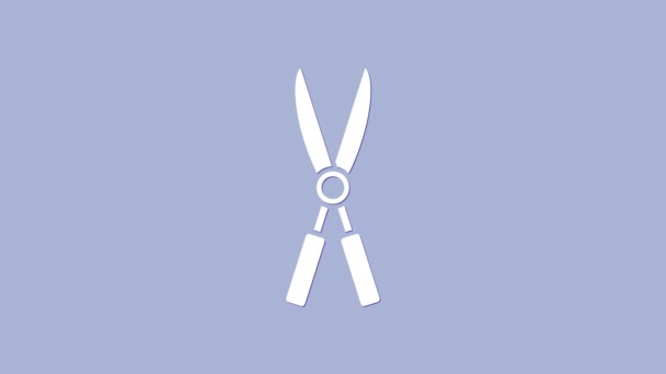 Білий Садівництво ножиці ручної роботи для обрізки значка ізольовані на фіолетовому фоні. Обрізка ножиць дерев'яними ручками. 4K Відео рух графічна анімація — стокове відео