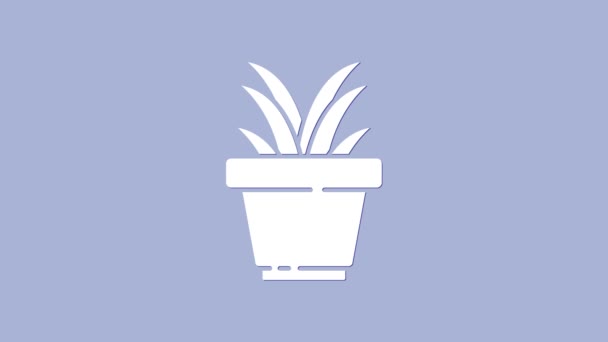 Planta branca no ícone do potenciômetro isolado no fundo roxo. Planta crescendo em um pote. Planta em vaso. Animação gráfica em movimento de vídeo 4K — Vídeo de Stock