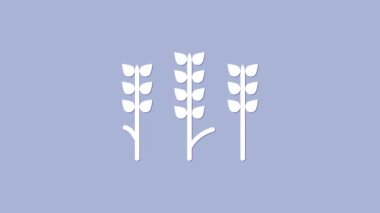 Mor zemin üzerinde pirinç, buğday, mısır, yulaf, çavdar ve arpa ikonu bulunan beyaz tahıllar. Buğday ekmeği sembolleri. 4K Video hareketli grafik canlandırması