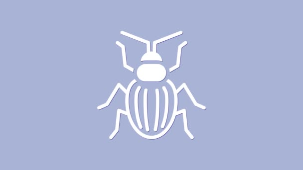 白色的甲虫图标孤立在紫色的背景上.4K视频运动图形动画 — 图库视频影像