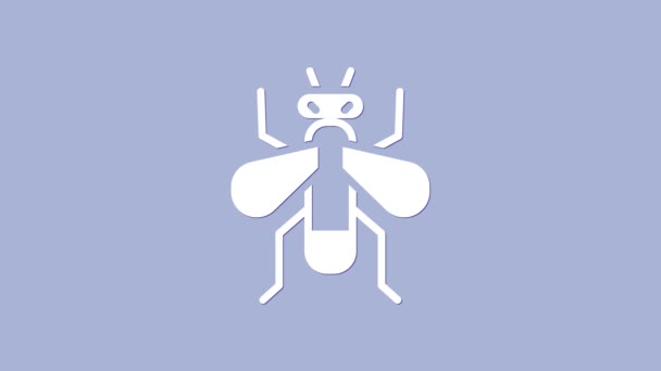 White Insect fly icon isolated on purple background. 4K Video motion graphic animation — Stock Video