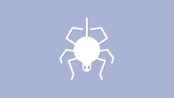Ikona Bílého pavouka izolovaná na fialovém pozadí. Šťastný Halloweenský večírek. Grafická animace pohybu videa 4K — Stock video