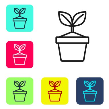 Esrar ikonundaki siyah çizgi bitkisi beyaz arkaplanda izole edilmiş. Tencerede yetişen bir bitki. Saksı bitkisi işareti. Renkli kare düğmelerle simgeleri ayarla. Vektör