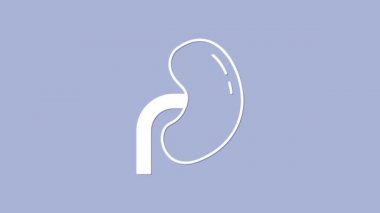 Mor arka planda beyaz insan böbreği ikonu var. 4K Video hareketli grafik canlandırması