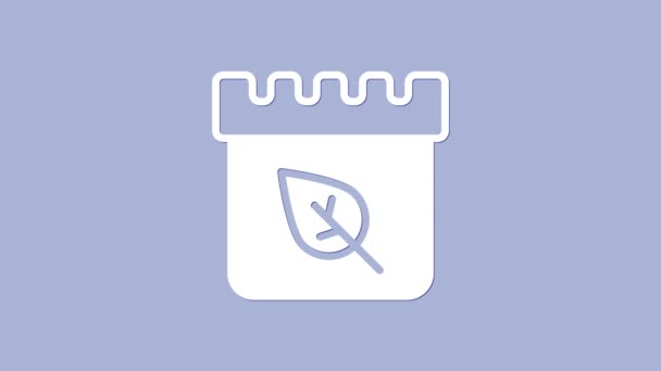 Белый календарь с осенней иконкой листьев изолирован на фиолетовом фоне. Видеографическая анимация 4K — стоковое видео