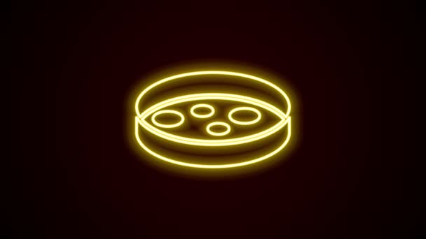 Piastra fluorescente al neon linea Petri con icona batterica isolata su sfondo nero. Animazione grafica 4K Video motion — Video Stock