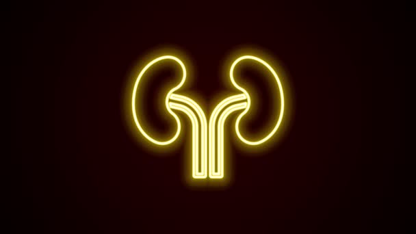 发光的霓虹灯线人类肾脏图标孤立在黑色背景。4K视频运动图形动画 — 图库视频影像