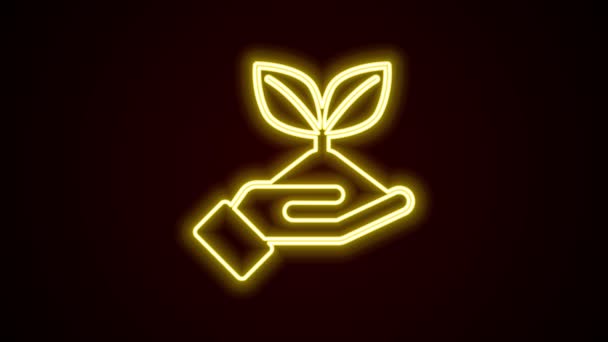 Ligne lumineuse néon Plante en main de l'icône de protection de l'environnement isolée sur fond noir. Semence et semis. Planter des plantules. Concept d'écologie. Animation graphique de mouvement vidéo 4K — Video