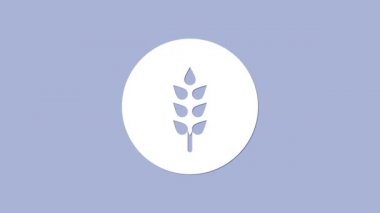 Mor zemin üzerinde pirinç, buğday, mısır, yulaf, çavdar ve arpa ikonu bulunan beyaz tahıllar. Buğday ekmeği sembolleri. 4K Video hareketli grafik canlandırması