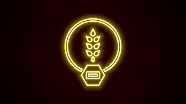 Светящаяся неоновая линия безглютеновая иконка зерна изолирована на черном фоне. Нет пшеничного знака. Символы пищевой нетерпимости. Видеографическая анимация 4K — стоковое видео