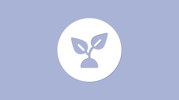 Icono basado en planta blanca aislado sobre fondo púrpura. Animación gráfica de vídeo 4K — Vídeo de stock