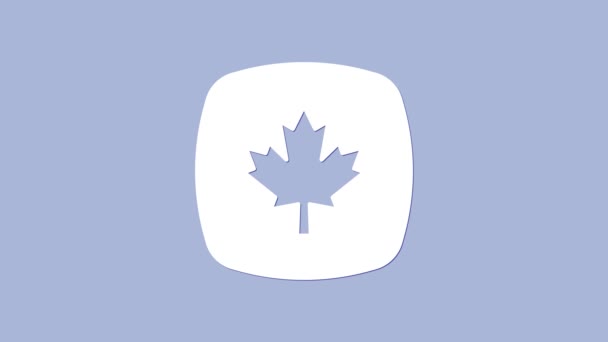 Wit Canadees esdoorn blad pictogram geïsoleerd op paarse achtergrond. Canada symbool esdoorn blad. 4K Video motion grafische animatie — Stockvideo