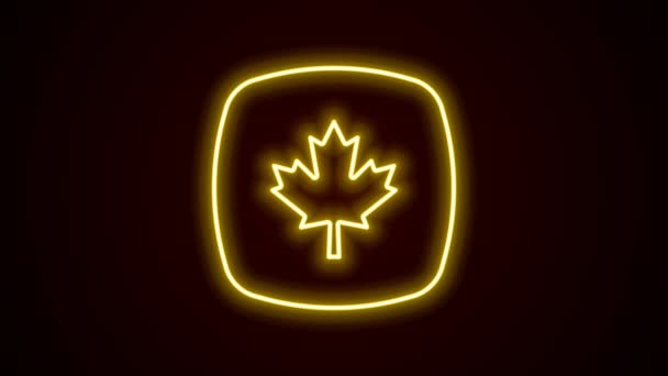 Ligne lumineuse au néon Icône de feuille d'érable canadienne isolée sur fond noir. Canada symbole feuille d'érable. Animation graphique de mouvement vidéo 4K — Video