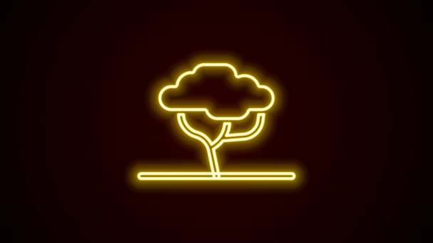 黒の背景に孤立したネオンラインのアフリカの木のアイコンを光る。バオバブやアカシアなど。4Kビデオモーショングラフィックアニメーション — ストック動画