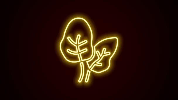 Leuchtende Leuchtlinien Tropische Blätter des Palmensymbols isoliert auf schwarzem Hintergrund. 4K Video Motion Grafik Animation — Stockvideo