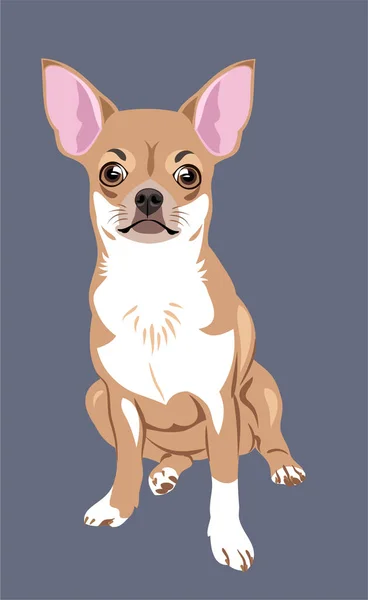 Cute Funny Dog Chihuahua Puppy Expressive Eyes — Stock Vector