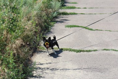 Küçük, şirin bir Chihuahua köpeği komik bir ağızlıkla yürüyor. 