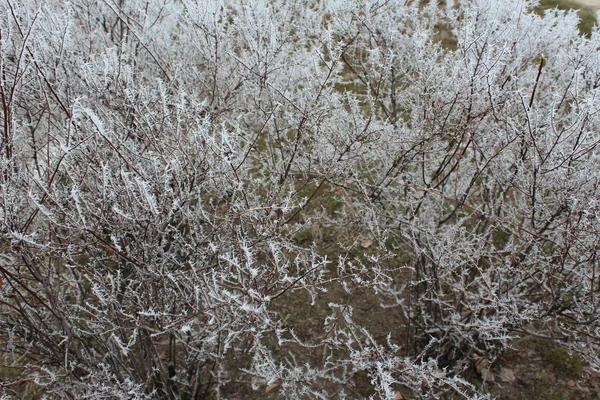 Bush las ramas de eso están cubiertas por una helada —  Fotos de Stock