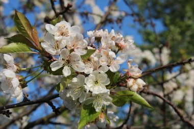 kiraz çiçeği ağacı