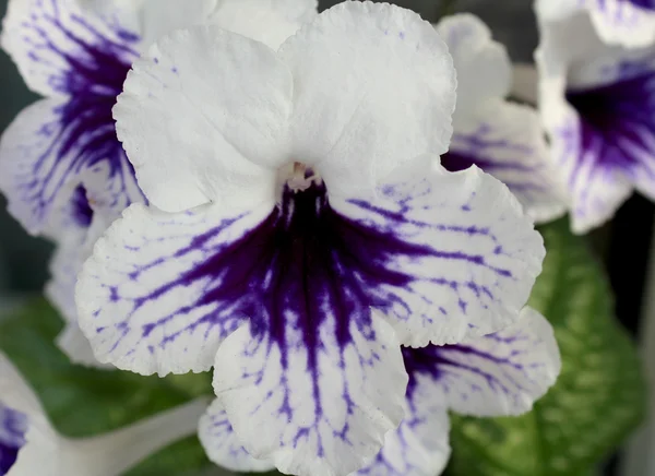 Bílý a fialový květ Streptocarpus (fialová) — Stock fotografie