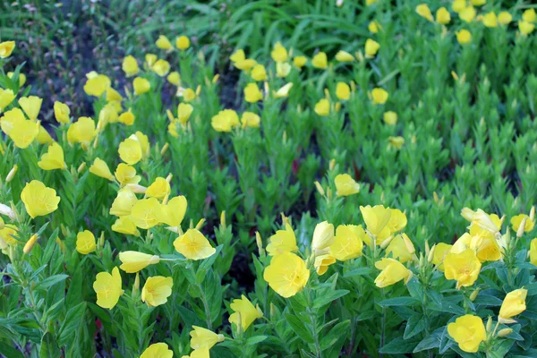 Fleurs jaunes sur la prairie d'été — Photo