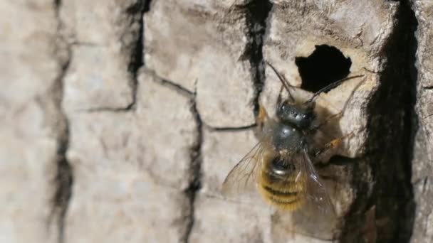 Dzikie pszczoły Osmia Bicornis Zdjęcia makro — Wideo stockowe