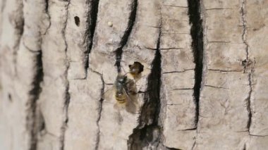 Kırmızı Mason arı Tree yakınındaki