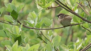 Serçe bir dalda oturuyor ve uçup gidiyor.