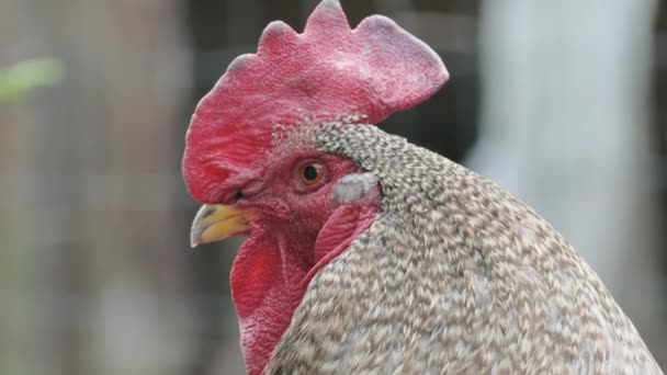 Primer plano de la cabeza de pollo, cabeza de gallo — Vídeos de Stock