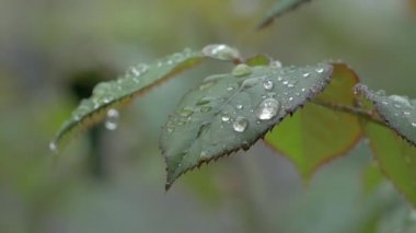 Yağmur damlaları ve ıslak gül yaprak güzel doğa arka plan