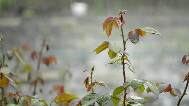 Hermosa naturaleza fondo lluvia cae en la rama de una rosa — Vídeos de Stock