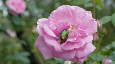 Yeşil böcek Cetonia Aurata Rose