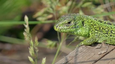 Kum kertenkele yakın çekim