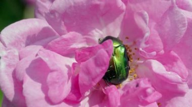 Yeşil böcek Cetonia Aurata Rose makro üzerinde ateş
