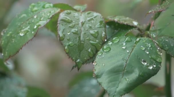 Gouttes de pluie sur la rose des feuilles Faits saillants, Mouvement lent — Video