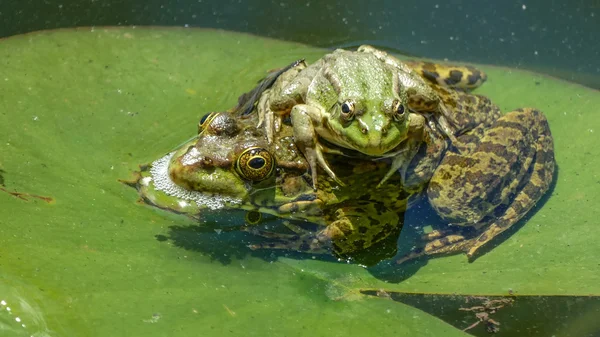 Dos ranas en un agua, hoja de lirio —  Fotos de Stock