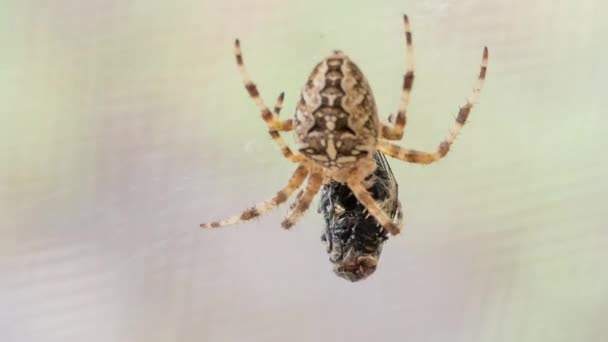 Croix araignée (Araneus Diadematus) et voler 