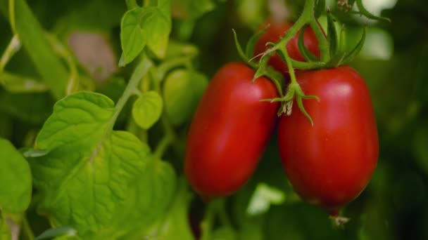 Tomater på morgonen — Stockvideo