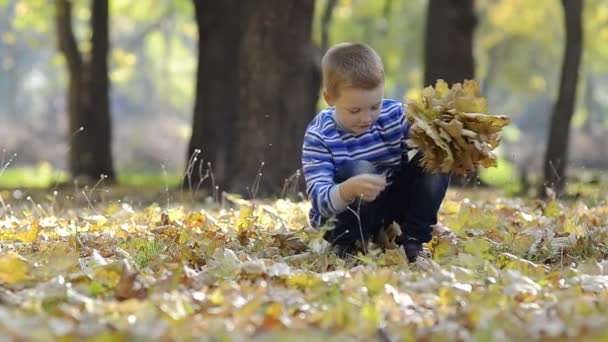 Ragazzino che raccoglie foglie nei boschi — Video Stock