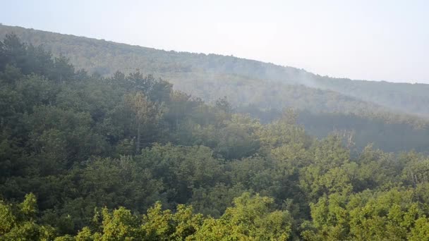 Brouillard matinal se levant de la forêt 