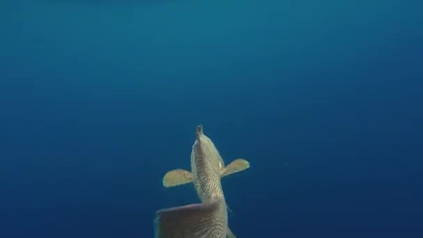 Fisherman Releasing Grouper into the Ocean — стоковое видео