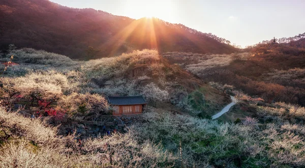 Gwangyang fiore di prugna villaggio tramonto — Foto Stock