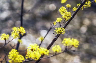 Cornus officinalis çiçek bahar çiçek