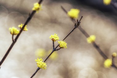 Cornus officinalis çiçek bahar çiçek
