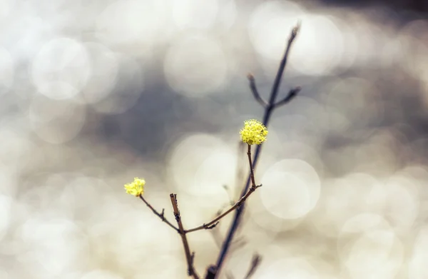 Cornus officinalis bloem lente bloesem — Stockfoto
